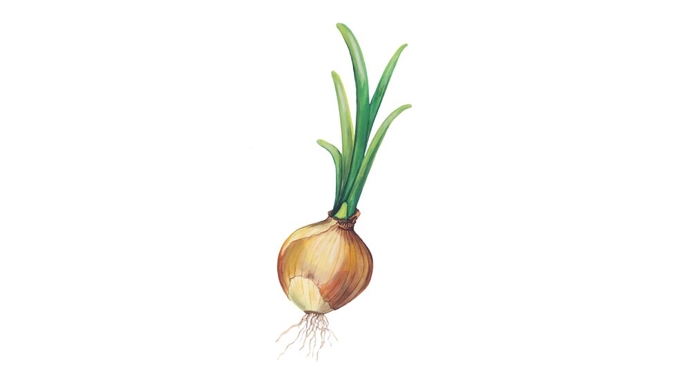 Cibule kuchyňská – Allium cepa L. - Culina Botanica