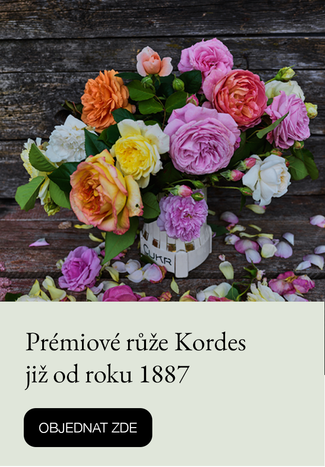 Růže Kordes