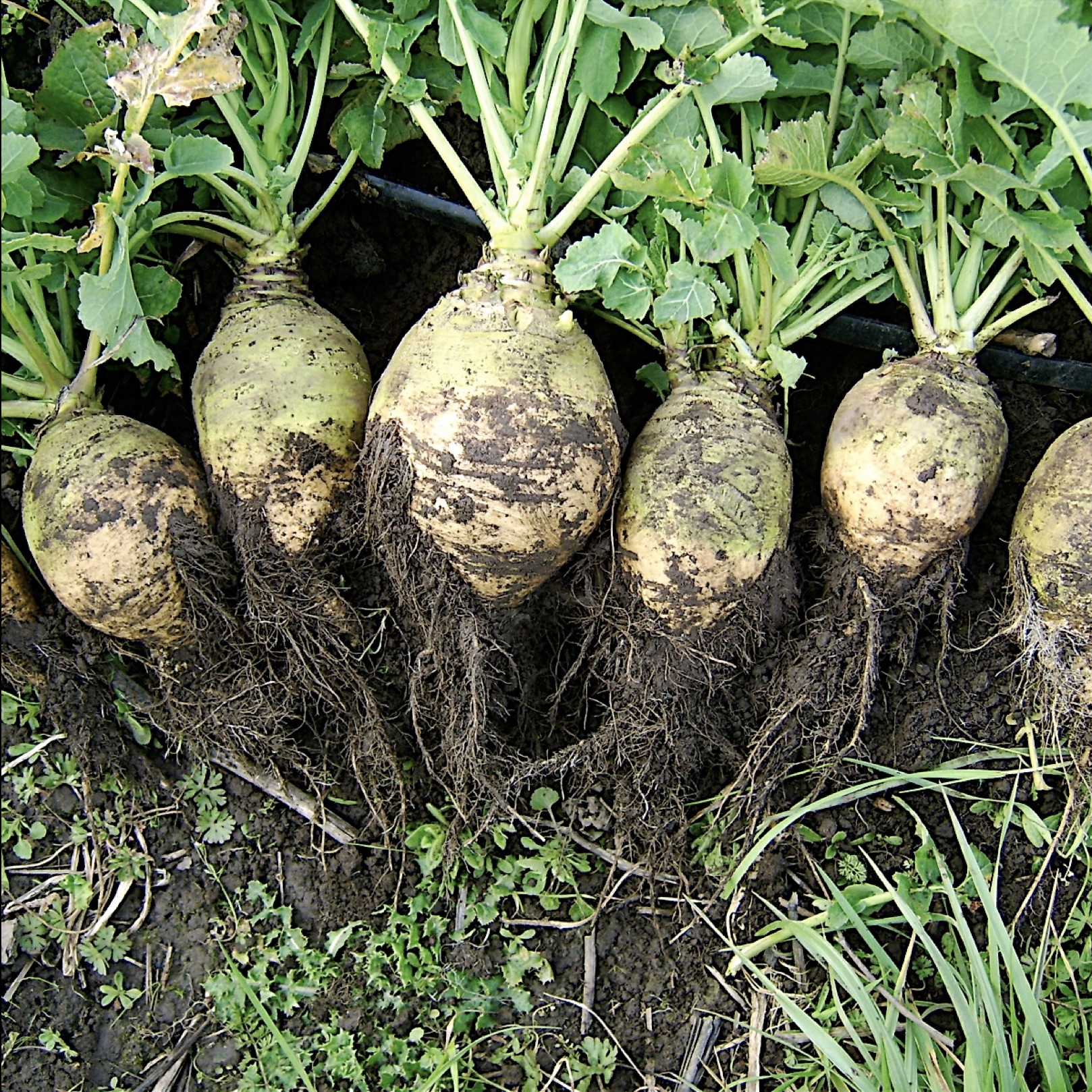 Брюква плод. Брюква Куузику. Турнепс брюква. Брюква Brassica napobrassica.