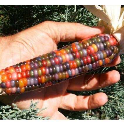 32181 1 indianska sklenena kukurice