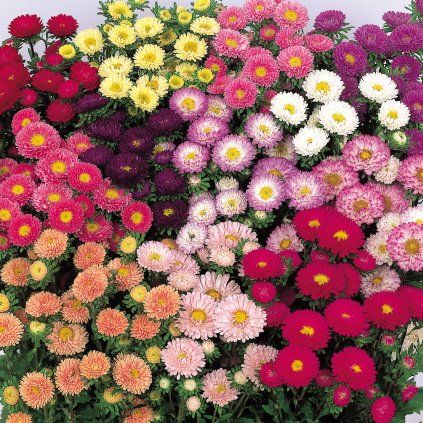 33296 aster matsumoto mix a1 crop square