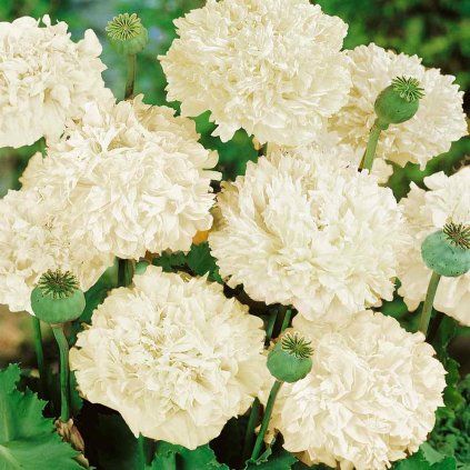 38928 whitepeony4