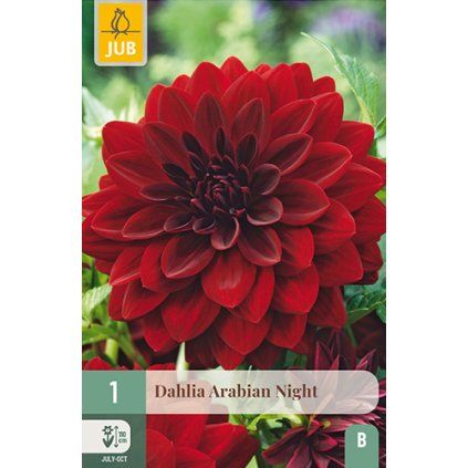 Jiřina ARABIAN NIGHT 1 ks