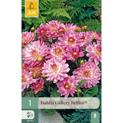 Jiřina GALLERY BELLINI® 1 ks