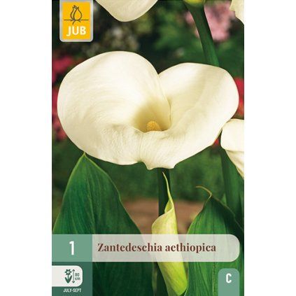 Kala AETHIOPICA 1 ks